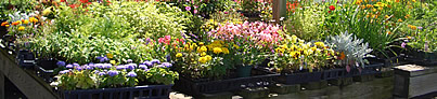 Williams Garden Center Flowers